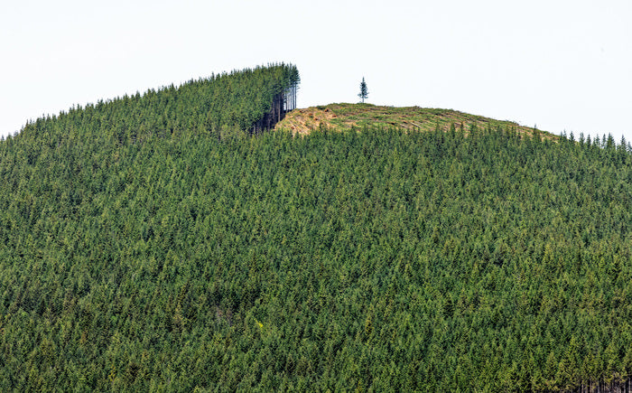 Weyerhaeuser Tree Farm,  WA. Study #3 - David Gardner (San Francisco, CA)